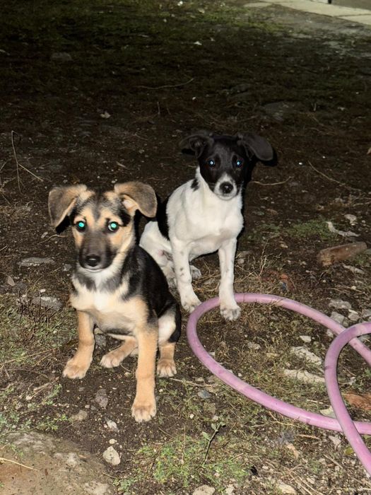 В добрые руки отдам щенят