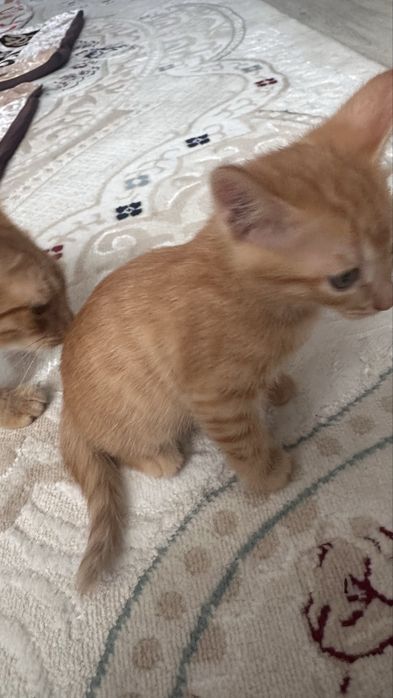 Отдам котенка в хорошие руки
