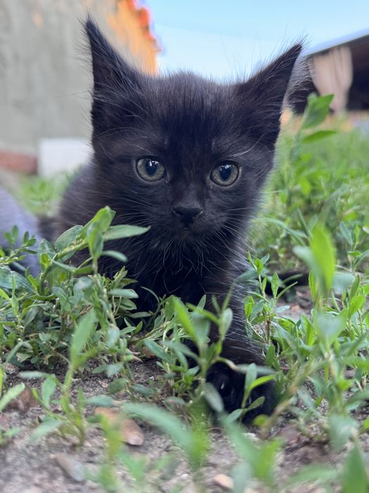 Отдам котят в добрые руки