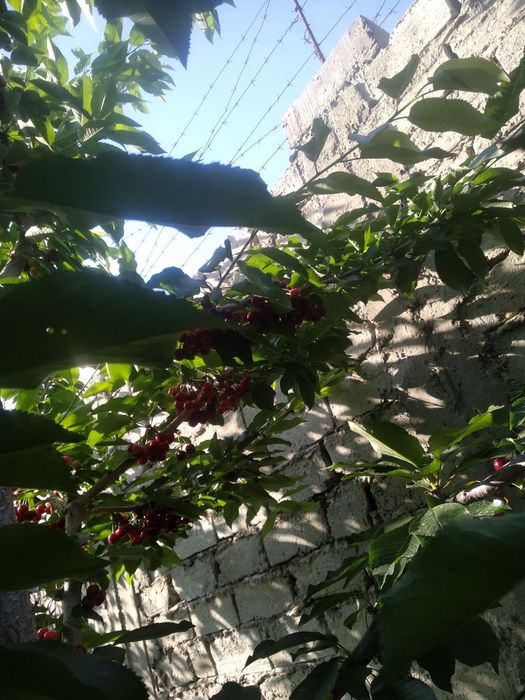 24 сотых уй жой сотлади