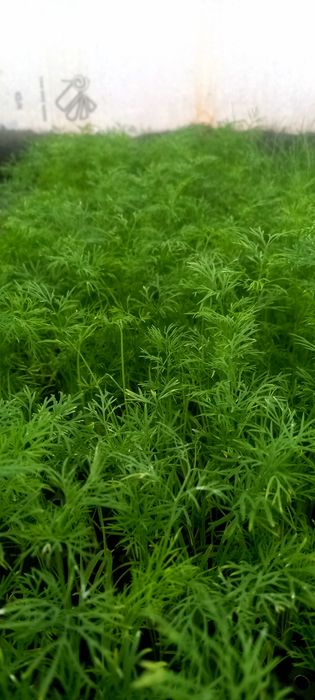 Разсад салата,лук,копър,магданоз