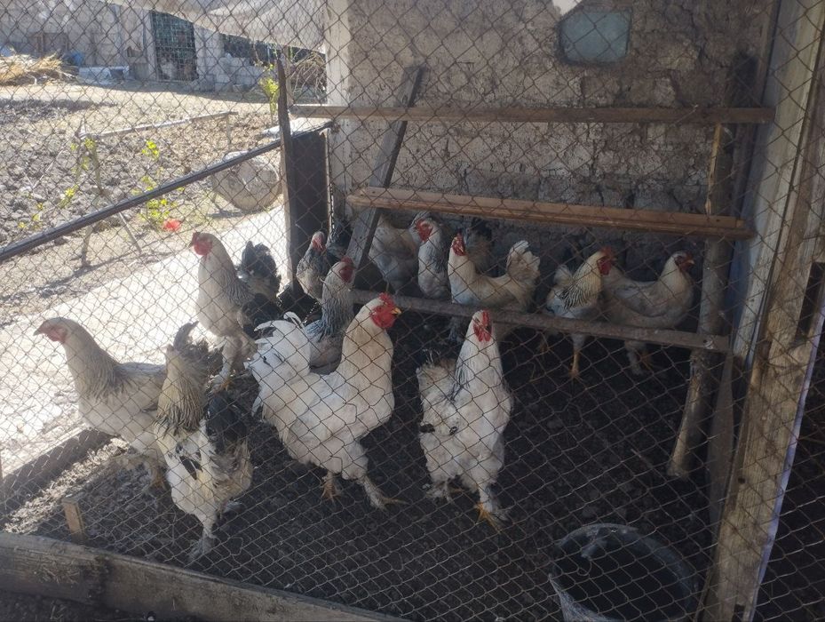 Продаётся Питухи порода"Брама"