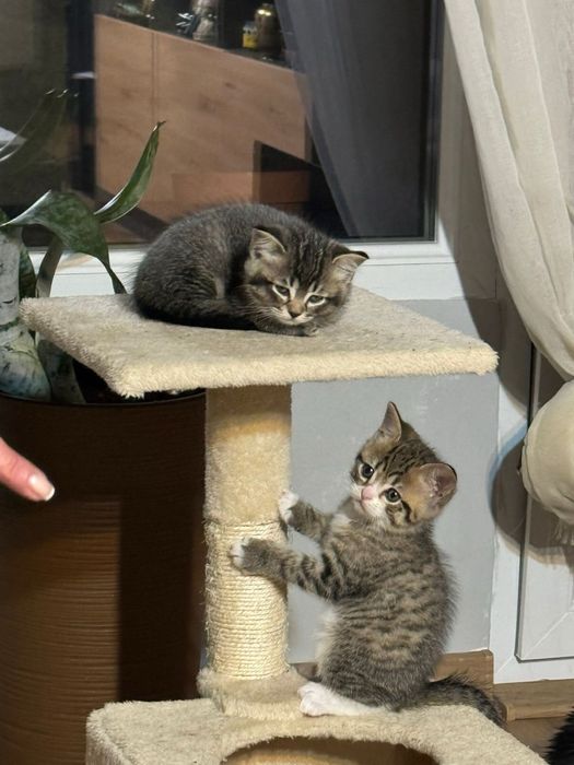 Британски късокосмести котенца