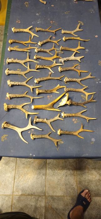 Vand trofee+coarne de lopatar,carpatin,caprior,capra neagra.8 poze