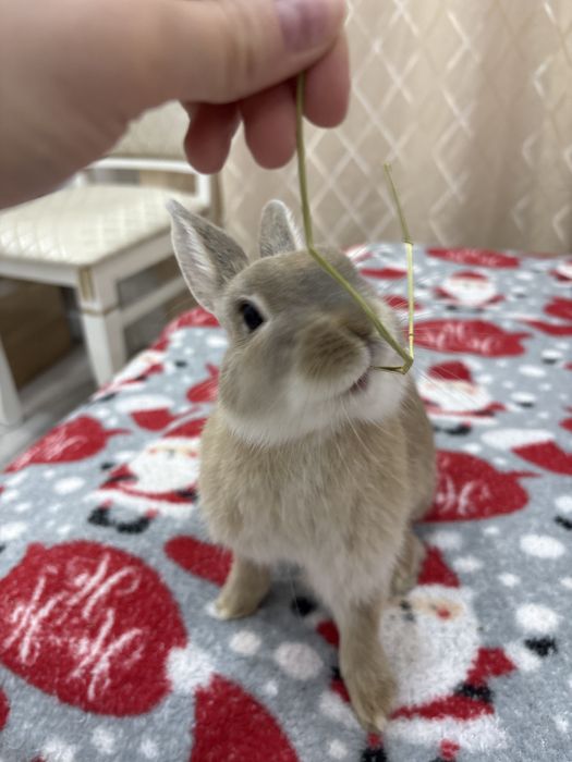 Кролик декоративный