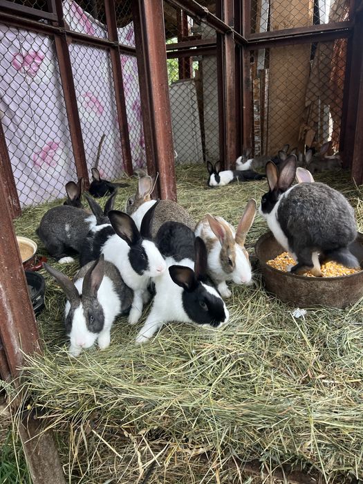 Vand iepuri Hycole Francez – vaccinați, vigurosi și bine întreținuți!