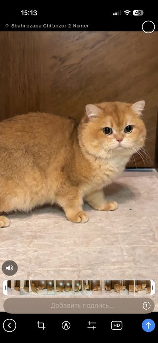 Vyazkaga! Ny12 britan