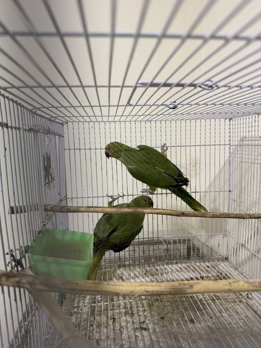 Ожирелли кушлар сотилади тоза кон обенгаям булади кушга