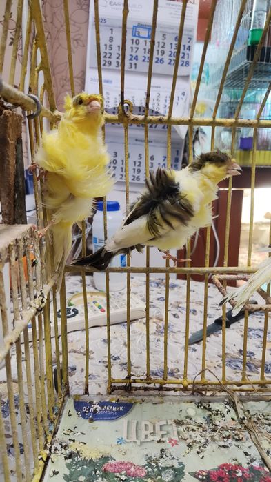 Продавам канарчета