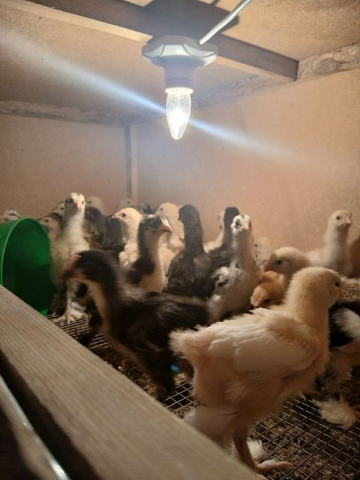 Продаются цыплята брама разного возраста от 1 до 7 месяцев