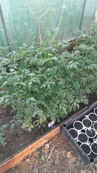 Продам рассаду помидор