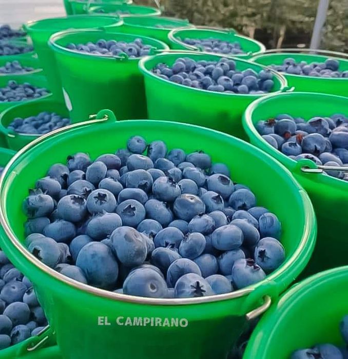 Голубика кучатлари энди Фарғонада энг арзон нархларда оптомга