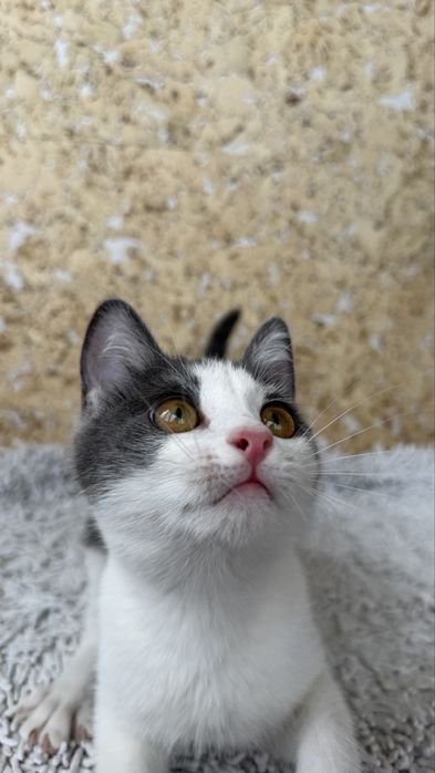 Котенок, девочка, 3,5 месяца