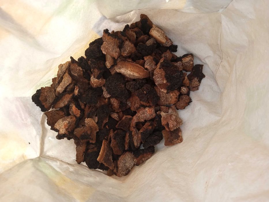 Phellinus Robustus ciuperci terapeutice efect citostactic