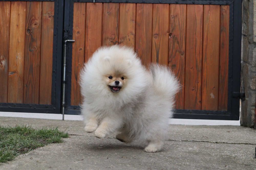 Страхотно момченце померан с родословие FCI