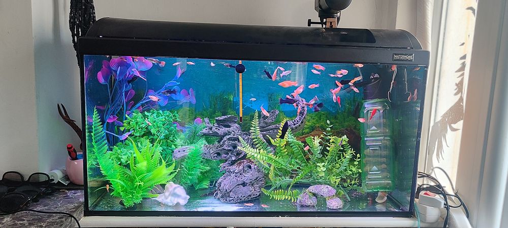 ACVARIU 96 litri complect utilat și pesti