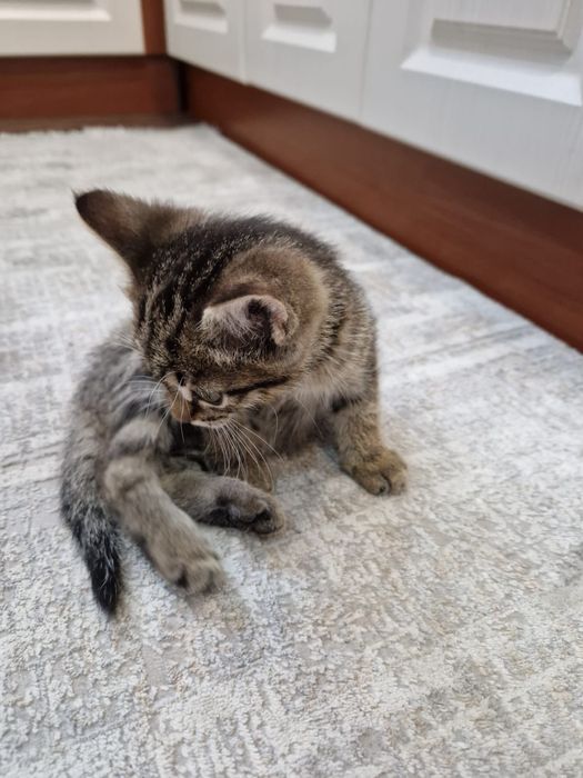 Отдам кошечку в хорошие руки