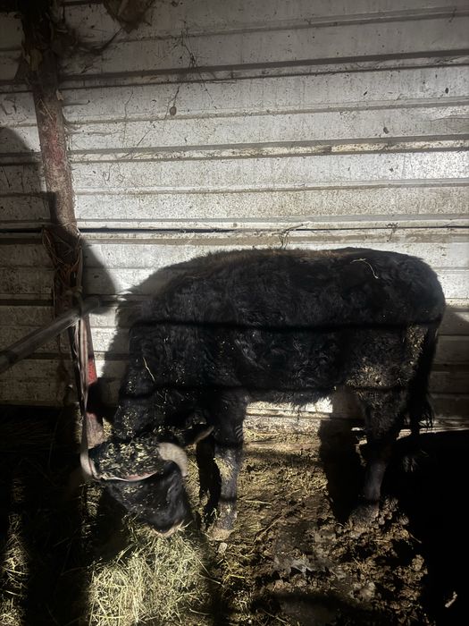 Продам бычка и телку