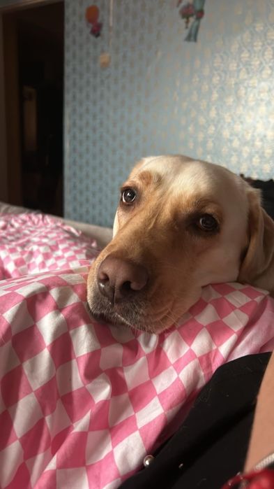 Oferta Labrador Retrever, fetita, la un pret modest