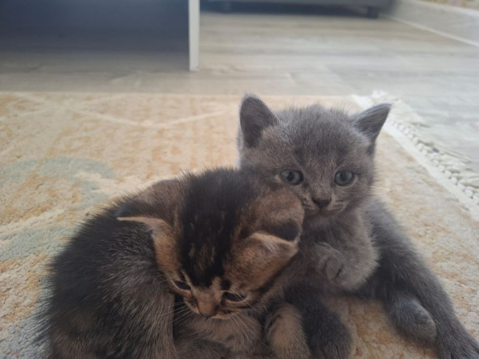 Продается котята