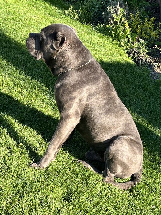 Отдам Кане корсо