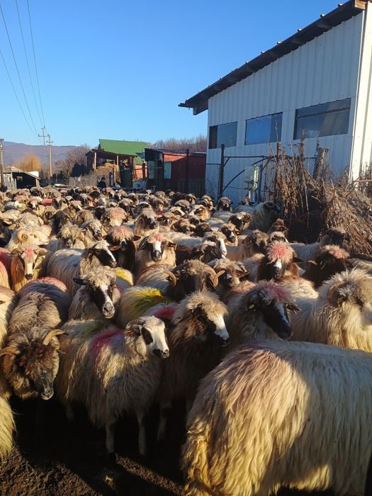 Oi de vânzare la Nr de telefon