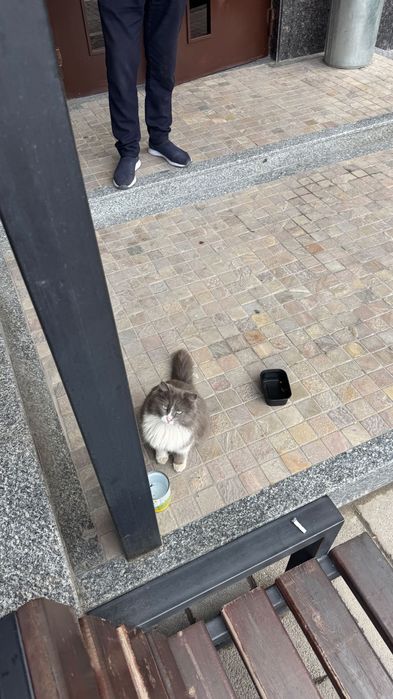 Отдам кошечку в добрые руки . Кто то оставил во дворе