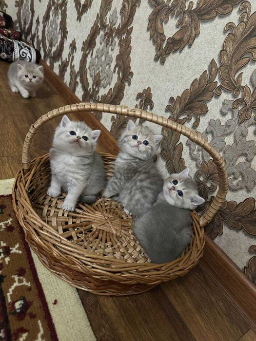 Продаётся породистые котята
