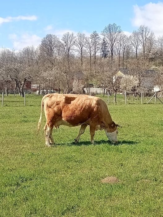 Vand vaca baltata romaneasca,gestanta in luna 9 ,are 8 ani -mai multe detalii la telefon