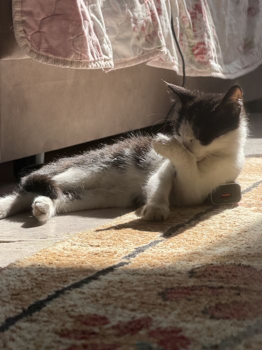 Котенок 2 месяца
