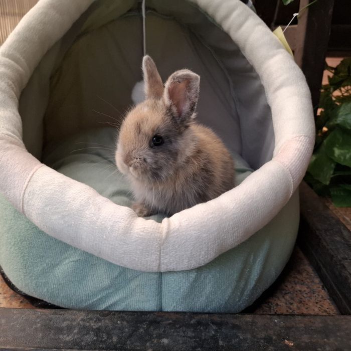 Декоративные кролики