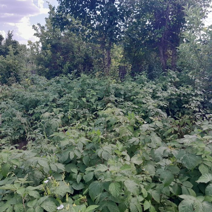 Продаётся дача в"Черёмушки "