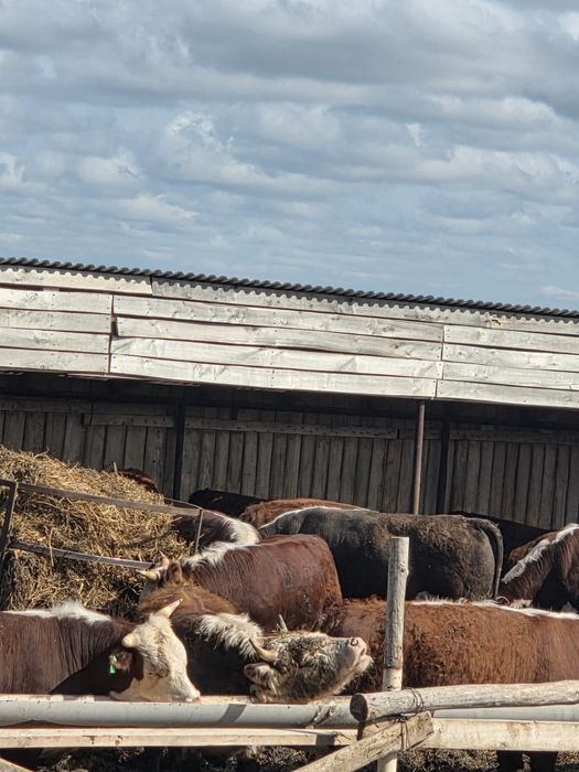 Продаётся скот отборный