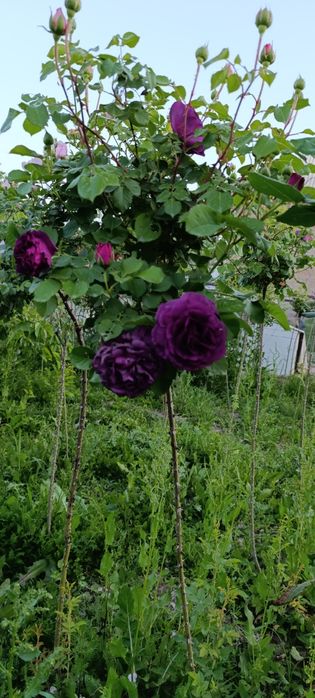 Продам штамповая розы