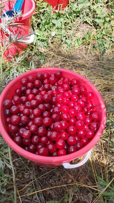 Продам спелую вищн в Астана