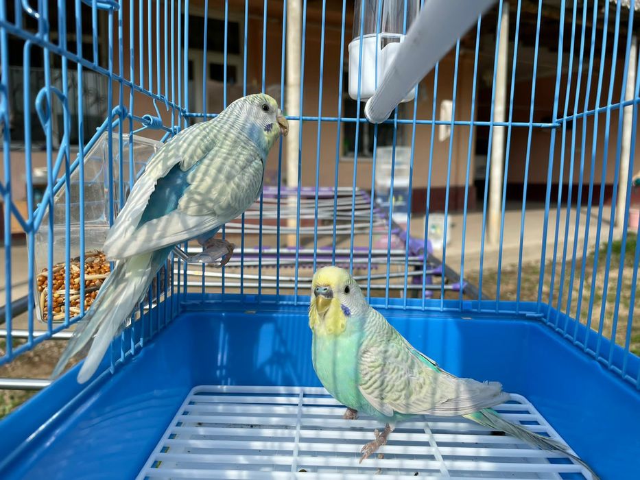 Продам пара попугай  комплект