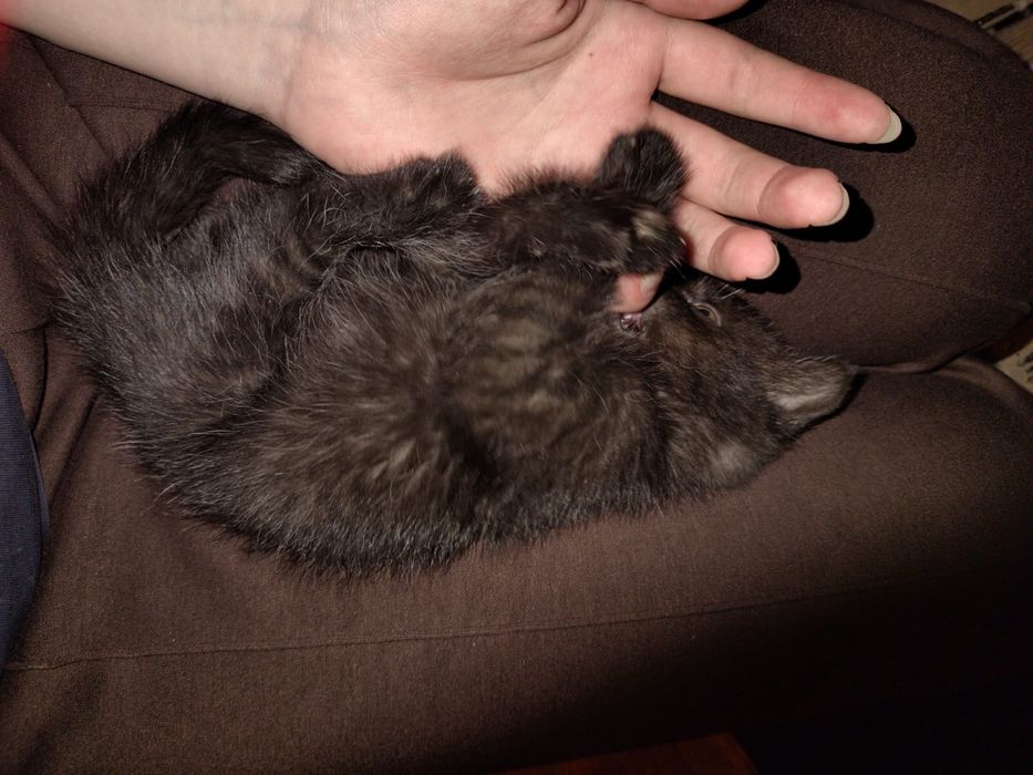 Котенок маленький