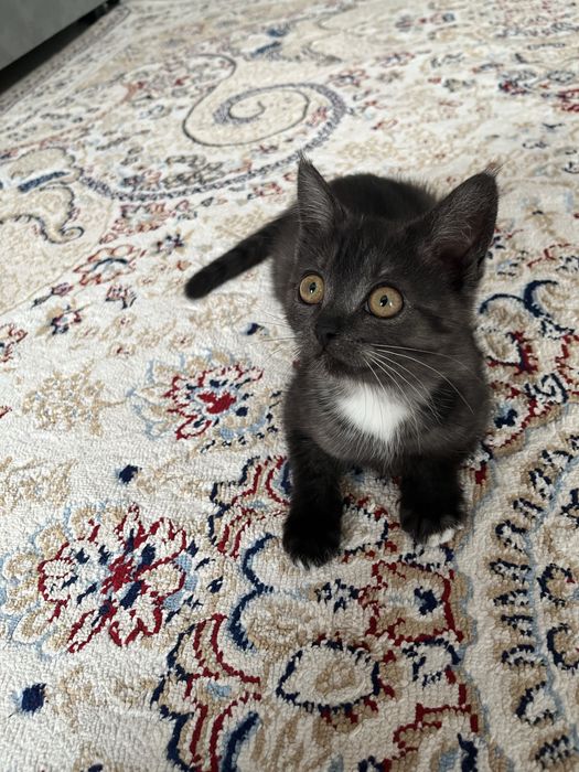 Котенок мальчик, бесплатно