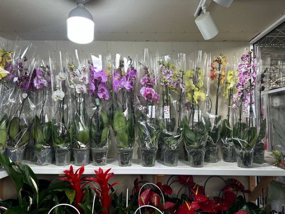 Роскошные орхидеи — живое украшение вашего дома