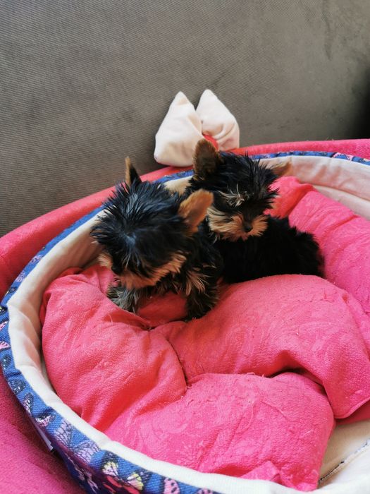 Мини Йоркширски териери / Мини Йорки