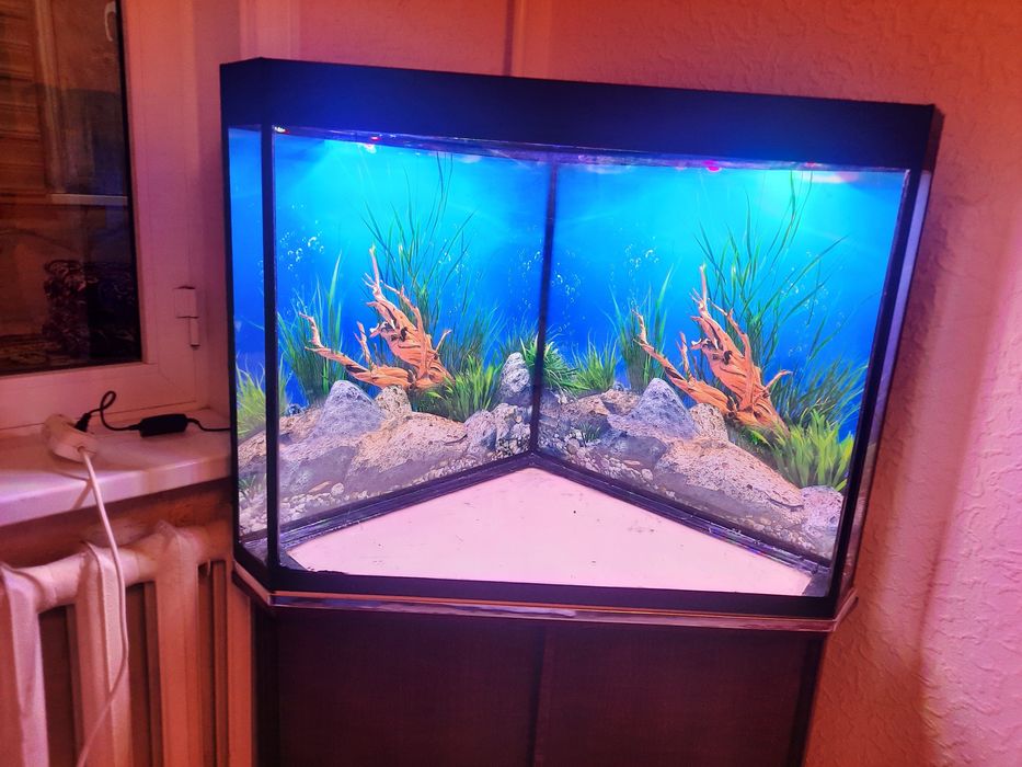 Sotiladi optimi  tayor akvarumla