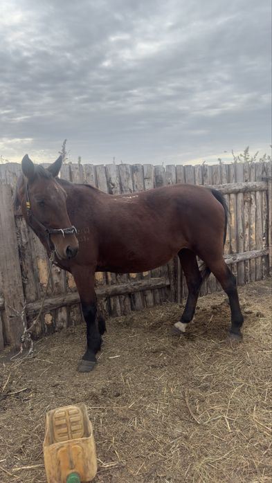 Бие, байтал, тай сатылады.