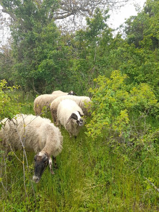 Продавам 11 дойни овце и 1 коч