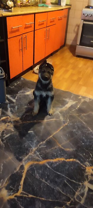 Продам щенка овчарки. 2.5 месяца