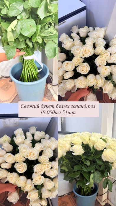 Цветы живые белые. Голланд.