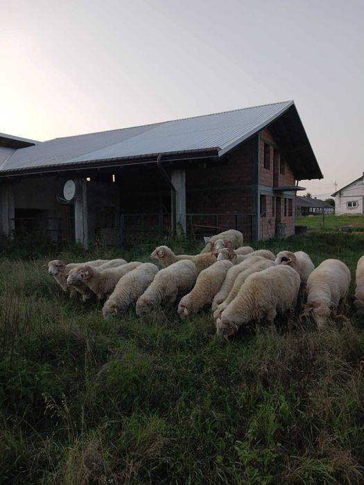Vand Berbeci cu sau fara certificat de origine
