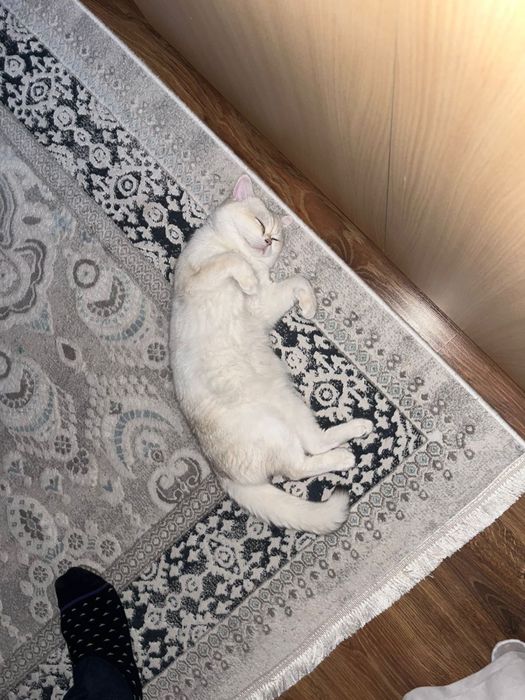 Вязка кота британского кота