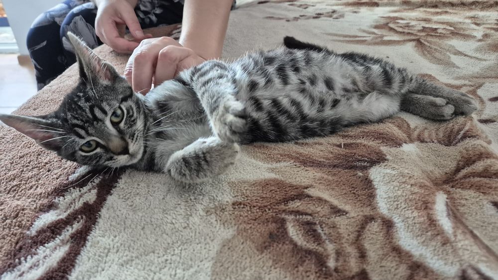 Motanel tigrat pt adoptie