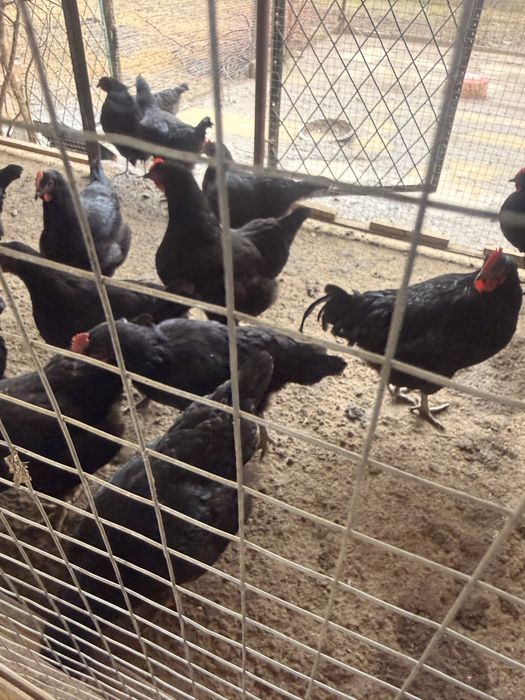 Qora shaxzoda tovuq toza zotli