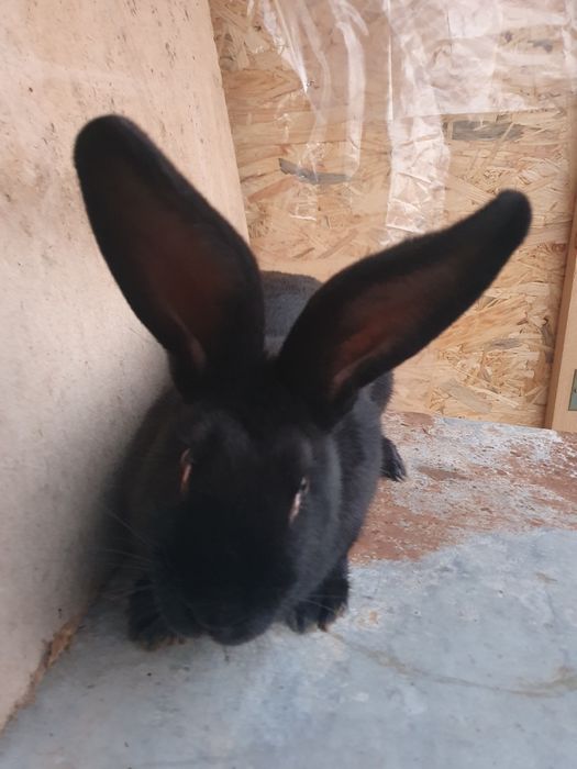 Vand iepuri Fluture Pestrit German Janet